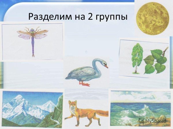 Живая и неживая природа 1 класс