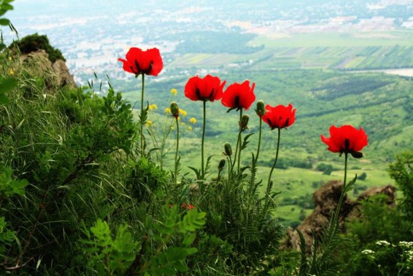Реликтовые маки на Бештау