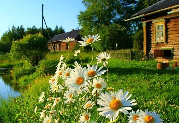 Природа в деревне летом
