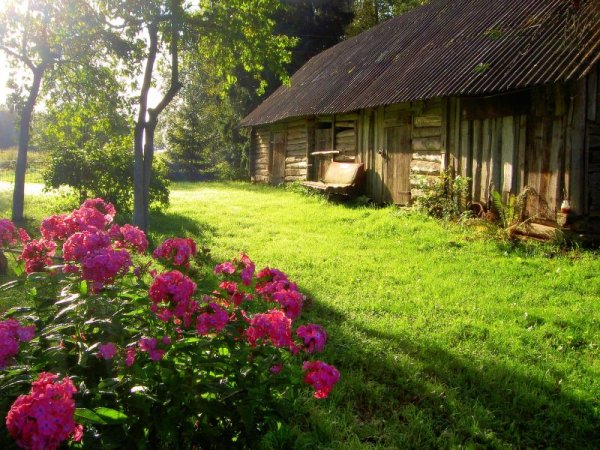 Солнечное утро в деревне