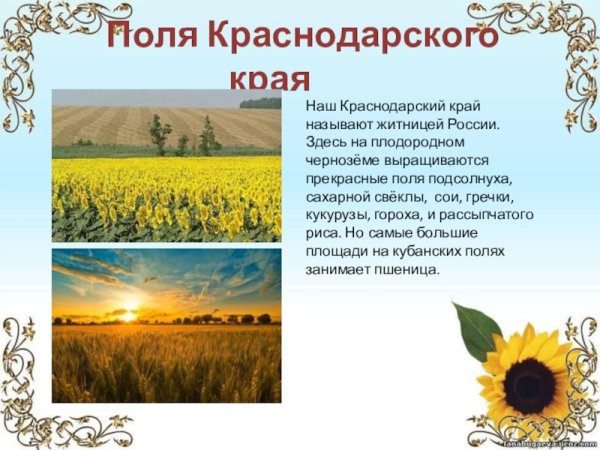 Кубановедение проект Кубань Житница России