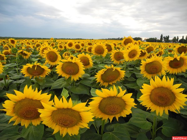 Природа Кубани