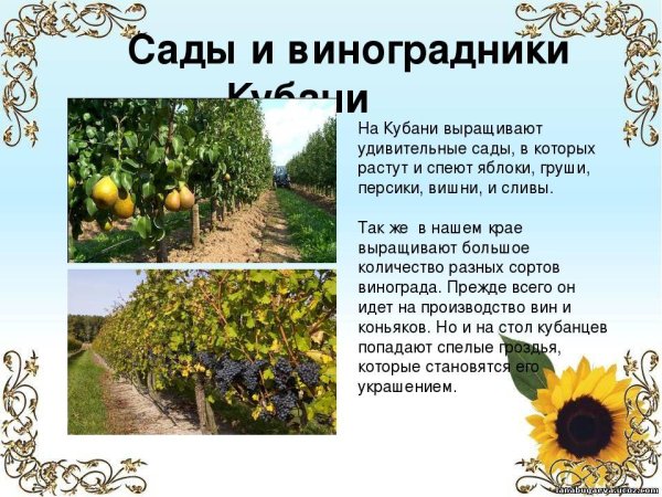 Презентация на тему Кубань