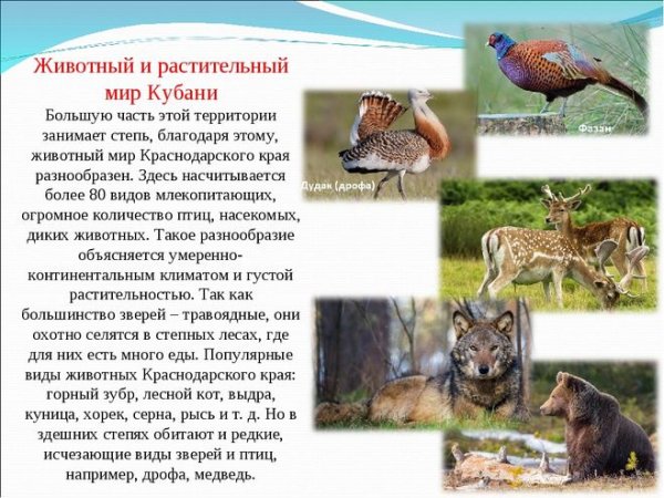 Сообщение о реке Кубань