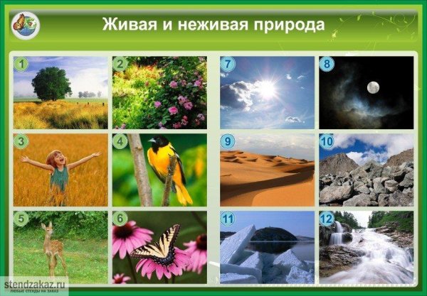 Живая и НН Живая природа