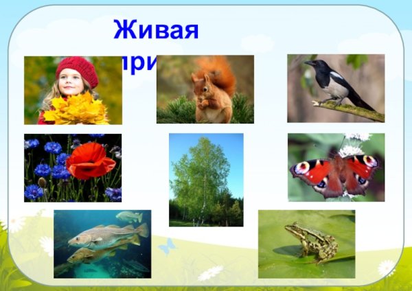 Живая и неживая природа для дошкольников