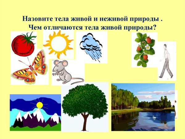 Живая и неживая природа