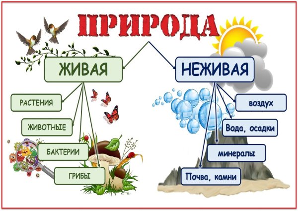 Живые и неживые предметы для дошкольников