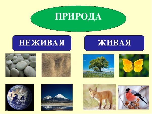 Природные объекты для детей