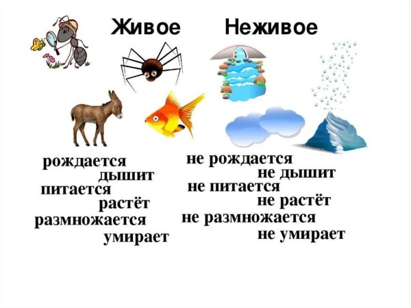 Что относится к неживой природе 1 класс