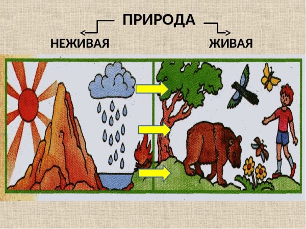 Объекты живой природы