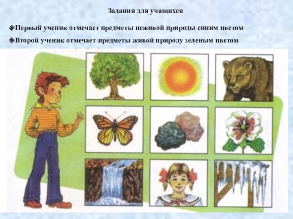 Живая и неживая природа для дошкольников