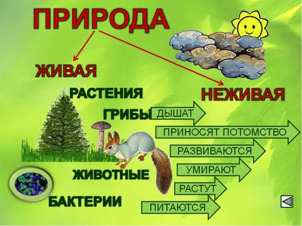 Живая и неживая природа