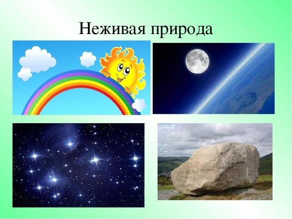Предметы живой природы для дошкольников