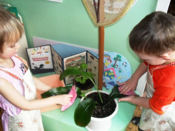 Труд детей в природе в детском саду
