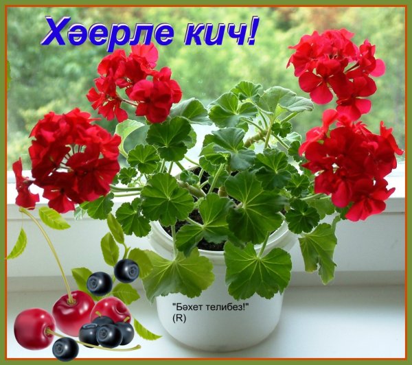 Тик ток Хаерле Кич