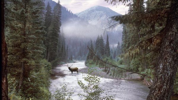 Северная природа