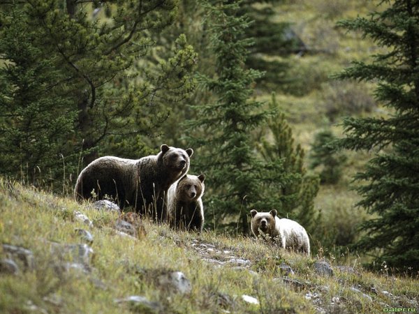 Природа Сибири животные