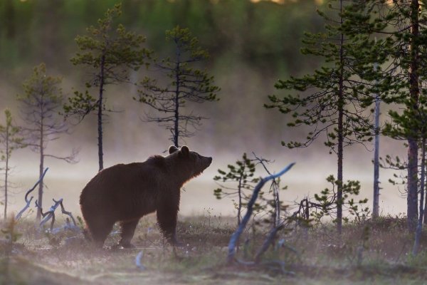 Медведь в Карелии