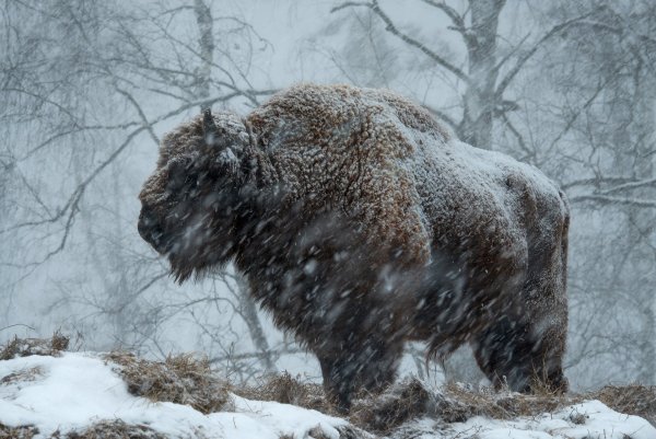 Знаменитая фотография зубра в снежную бурю