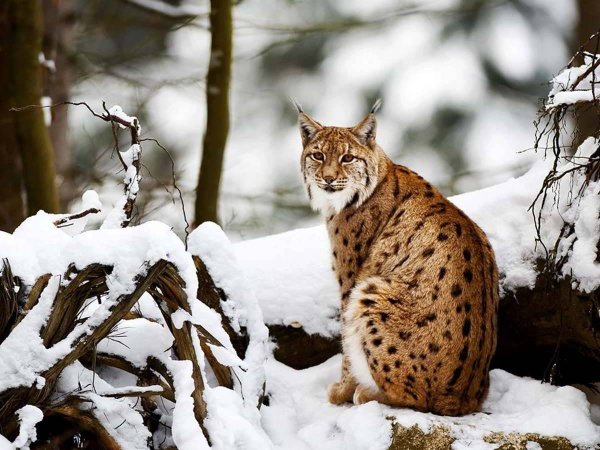 Заповедник ""Костомукшский"" Северный олень