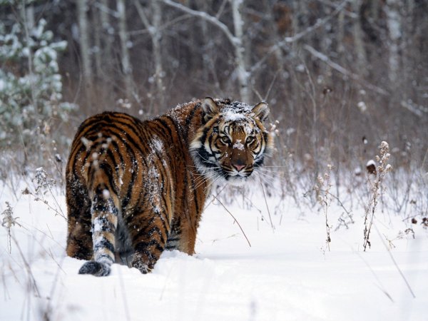 Россия красивая Страна природа