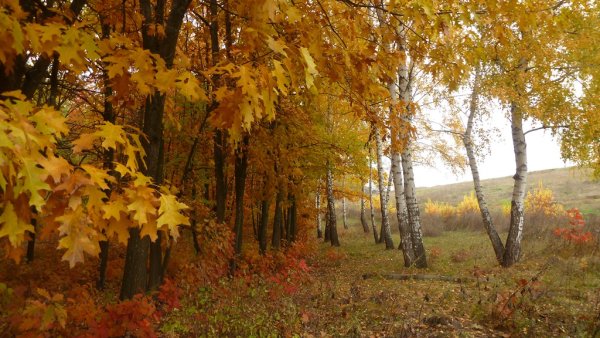Пейзаж осенний вальс