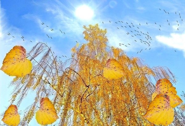 Осень ветер