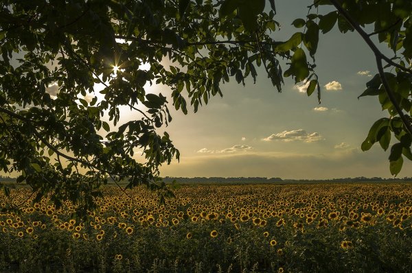 Краснодарский край Кубань природа