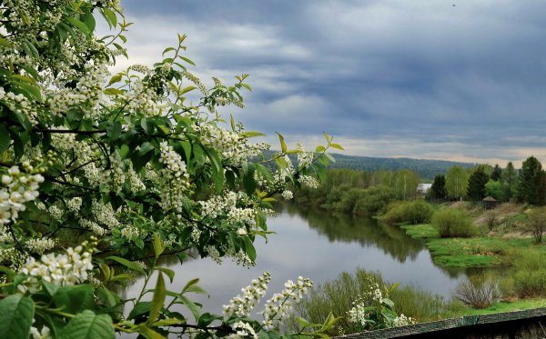Сакура цветение растения