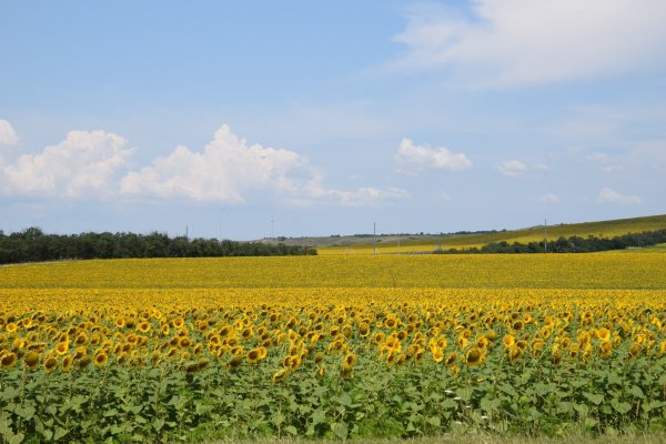 Поле подсолнухов Кубань
