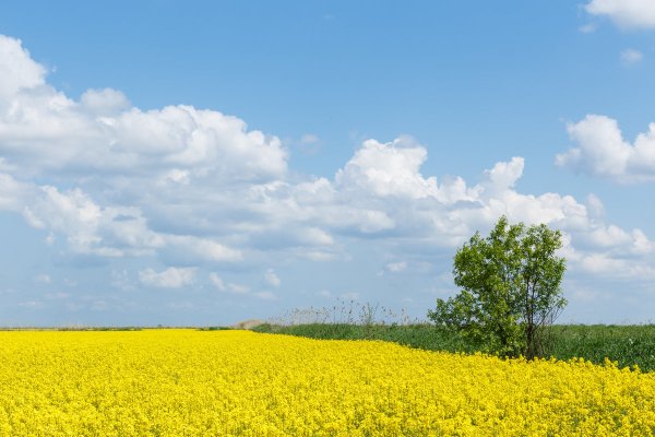 Поля Краснодарского края