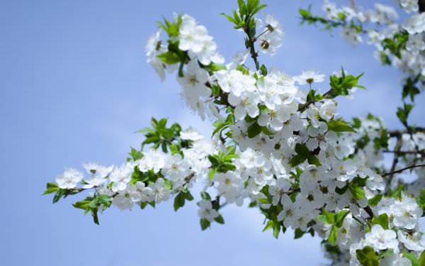 Природа весной