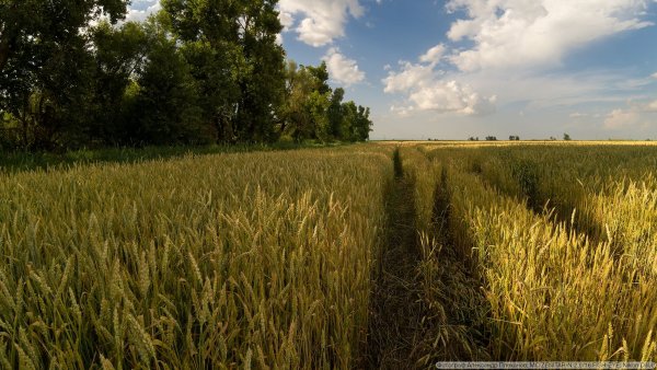 Кубань Краснодарский край июнь