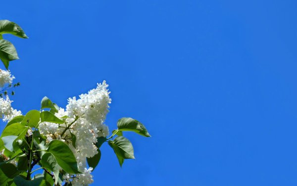 Майский день природа