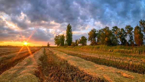 Краснодарский край тополя поля Кубань