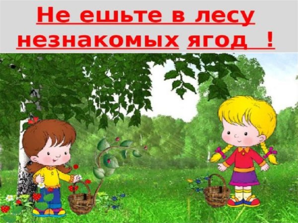 Безопасность в лесу для дошкольников