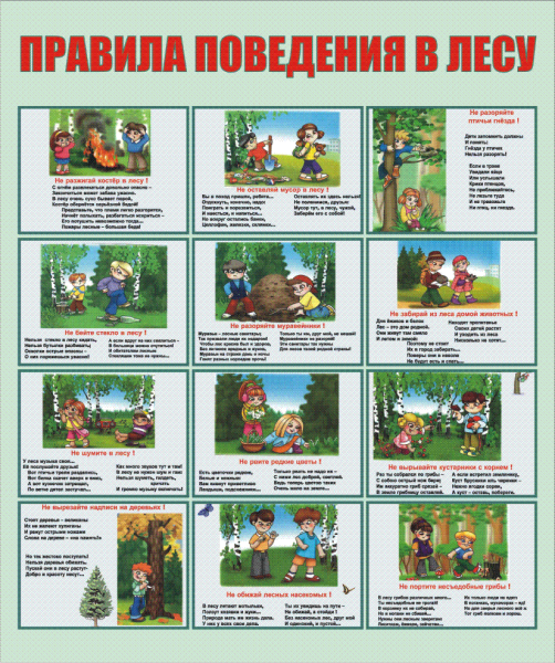 Правила поведения в лесу и на природе