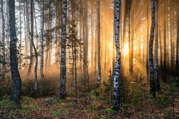 Самые красивые леса Беларуси
