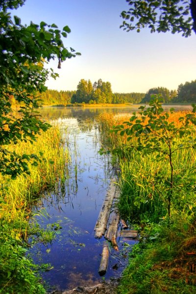Русская природа речка