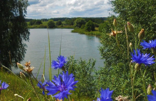 Васильки Сергея Краева