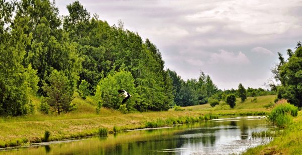 Силуэт Беларуси с природой