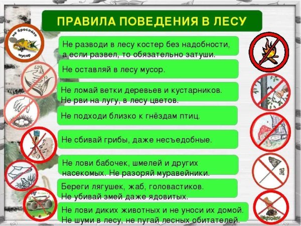 Правила безопасности поведения в лесу