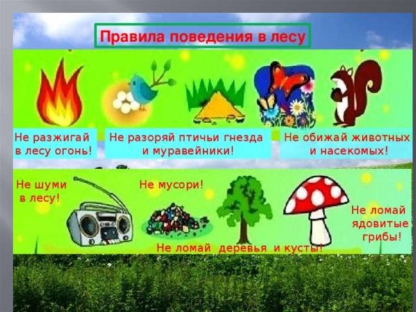 Правили поведения в лесу