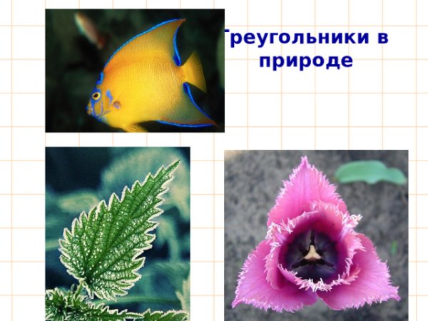 Треугольники в природе