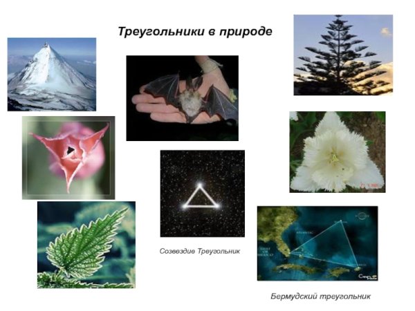 Треугольники в природе