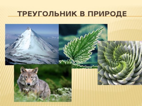 Треугольники в природе