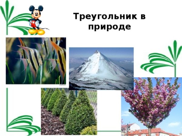 Треугольники в природе