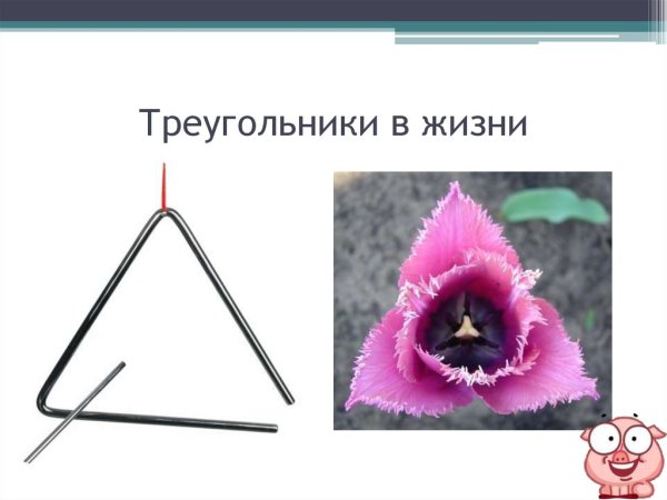 Араукария суккулент