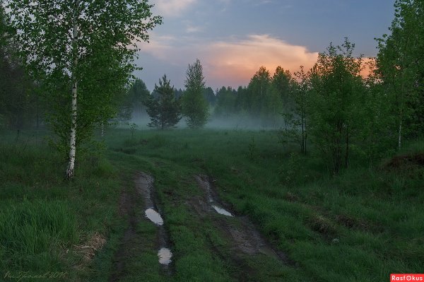 Хвойный лес после дождя